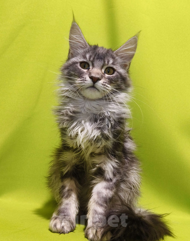 Кошки в Москве: Котенок Мейн-Кун Девочка Девочка, 47 000 руб. - фото 2