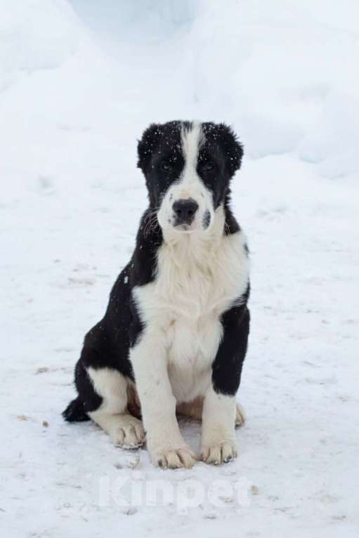 Собаки в Бирске: Продам щенков (суки) породы САО (алабай) Девочка, 35 000 руб. - фото 2