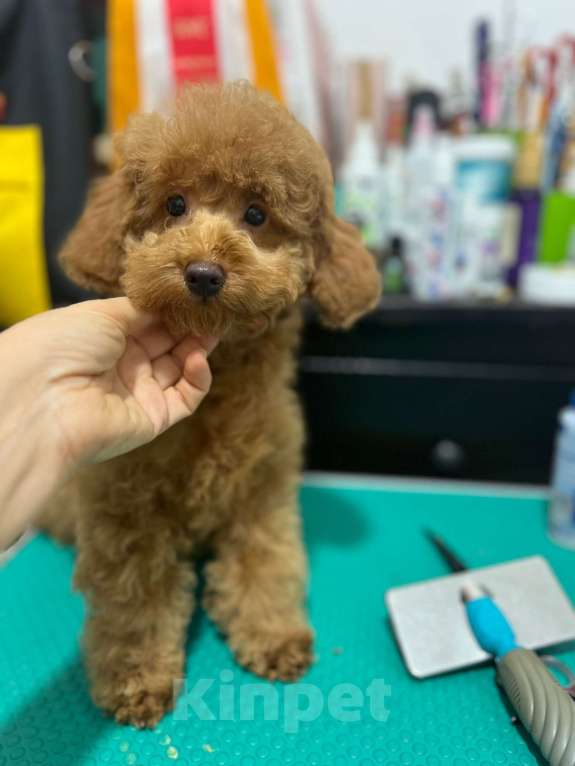 Собаки в Москве: Миниатюрный пудель щенок Мальчик, 90 000 руб. - фото 2