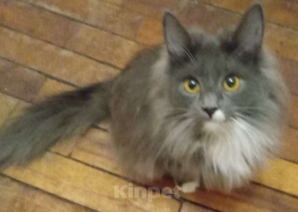 Кошки в Москве:  Серенькая с белым  маленькая сибирячка Девочка, 15 000 руб. - фото 6