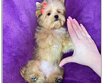 Собаки в Москве: Йорк мини девочка рыжая голубоглазая Девочка, 95 000 руб. - фото 7