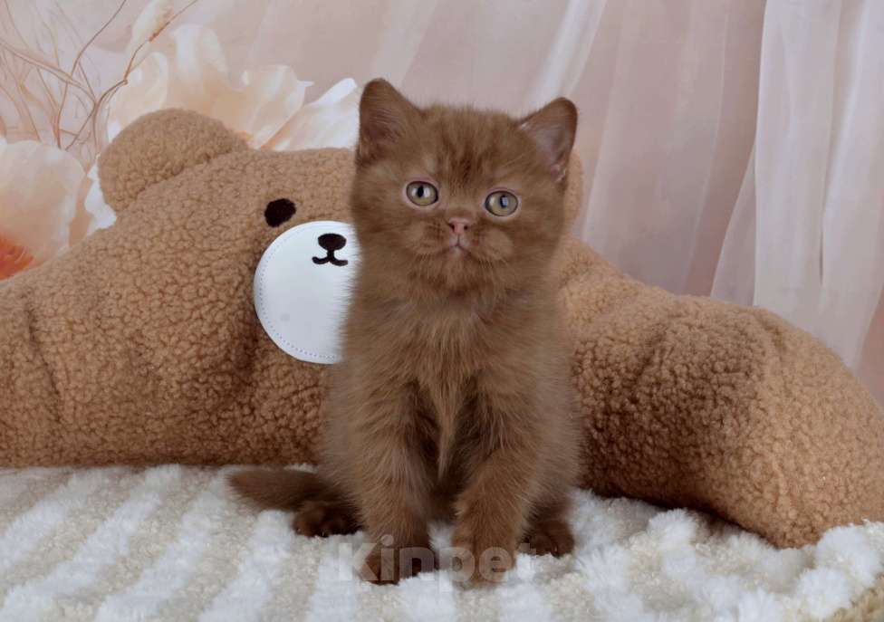 Кошки в Санкт-Петербурге: Британский котик окраса циннамон  Мальчик, 50 000 руб. - фото 6