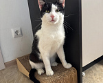 Кошки в Москве: Кот Уизли с ВЛК Мальчик, Бесплатно - фото 9