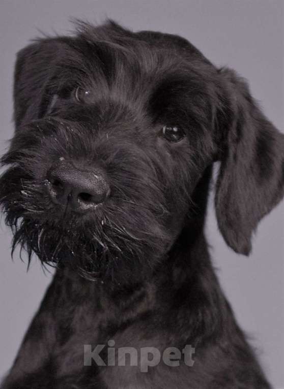 Собаки в Симферополе: Щенок ризеншнауцера Мальчик, 70 000 руб. - фото 1