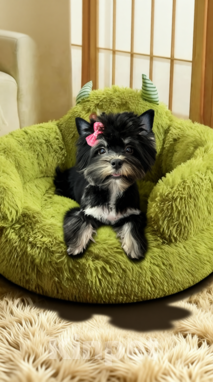 Собаки в Москве: Подрощенный щенок йорка девочка стандарт Девочка, 90 000 руб. - фото 1