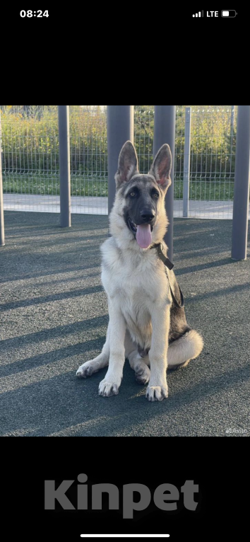 Собаки в других городах Московской области: В Добрые Руки! Мальчик, 30 000 руб. - фото 4