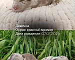 Собаки в Москве: Щенки бордер колли Разнополые, Бесплатно - фото 2