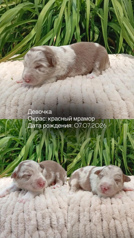 Собаки в Москве: Щенки бордер колли Разнополые, Бесплатно - фото 2