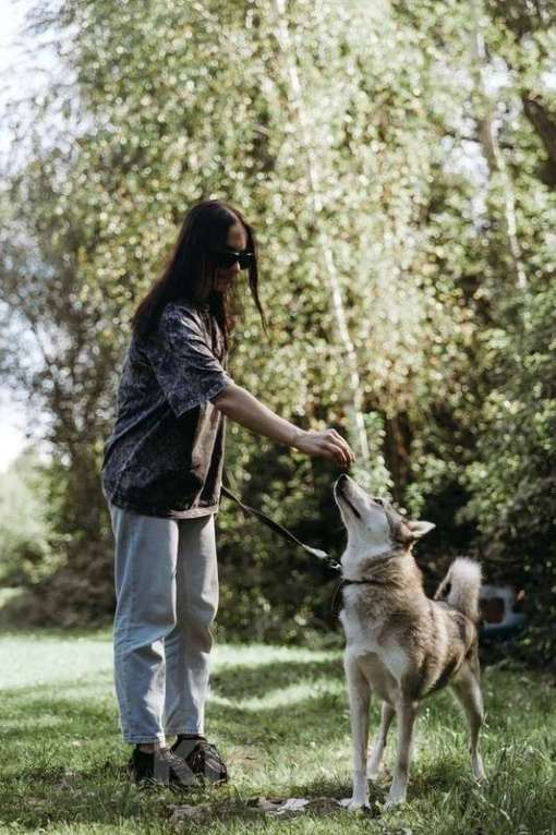 Собаки в Москве: Идеальная квартирная хаски Хасенька! Девочка, 1 руб. - фото 3