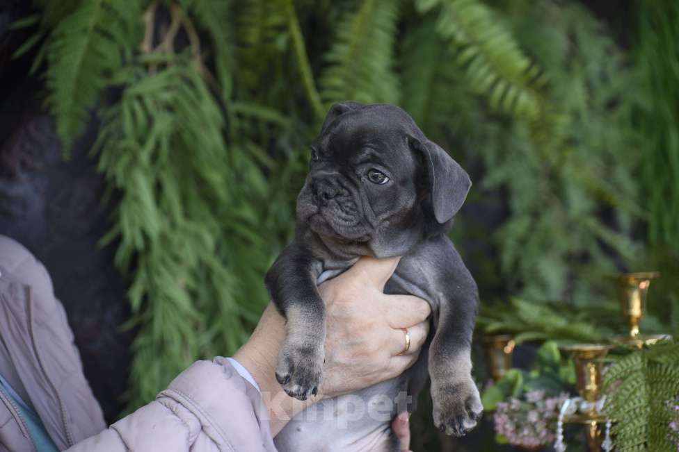 Собаки в Москве: девочка окрас голубой подпал Девочка, 50 000 руб. - фото 1