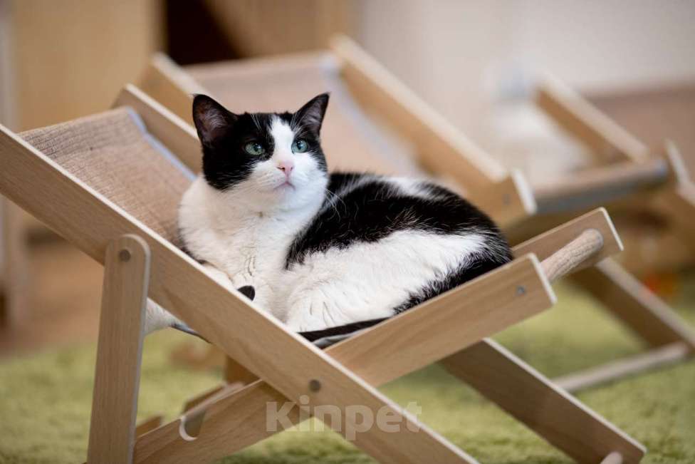 Кошки в Москве: Кошка Алиса в добрые руки Девочка, Бесплатно - фото 3