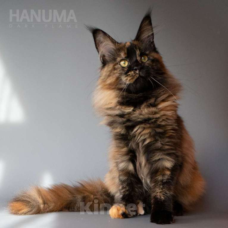 Кошки в других городах Воронежской области: Hanuma Dark Flame Девочка, Бесплатно - фото 4