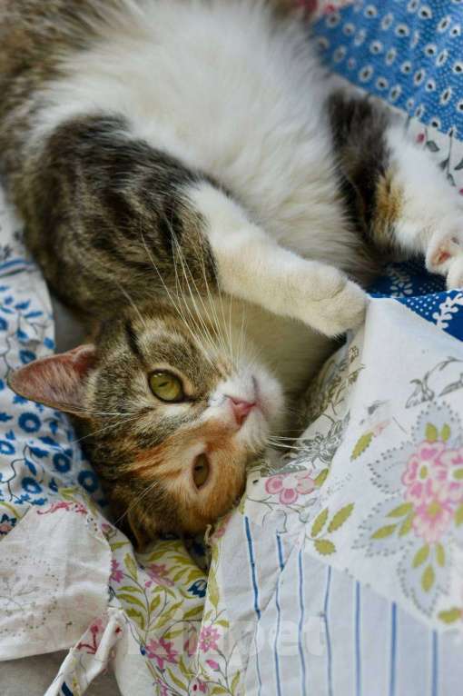 Кошки в Москве: кошка Диона ищет дом Девочка, Бесплатно - фото 2