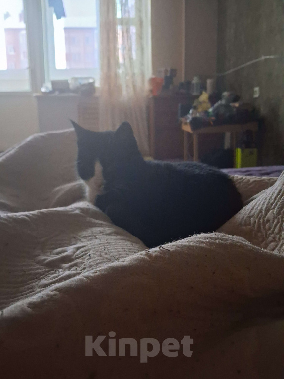 Кошки в других городах Ярославской области: Кошка, в добрые руки Девочка, Бесплатно - фото 2