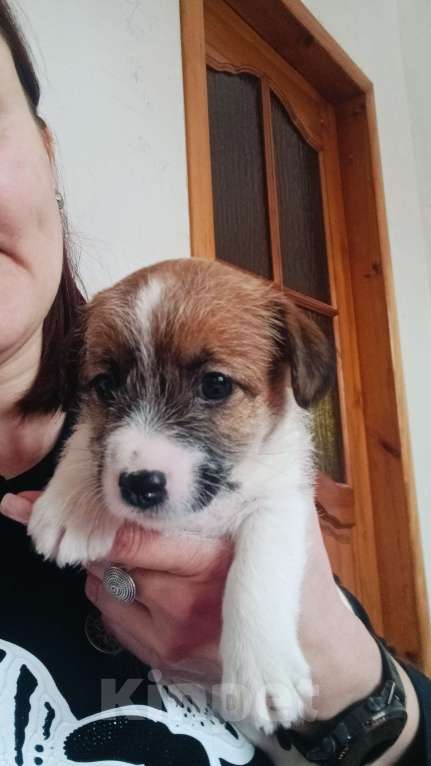 Собаки в Москве: Джек Рассел терьер Девочка, 25 000 руб. - фото 3