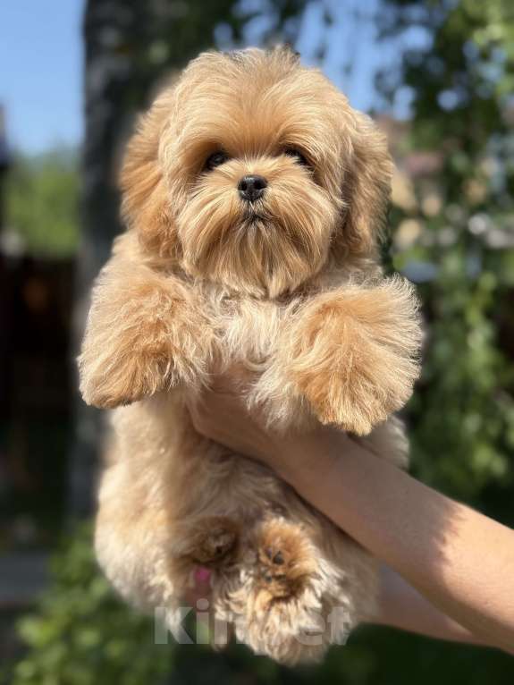 Собаки в Твери: Мальтипу Щенки  Мальчик, Бесплатно - фото 4