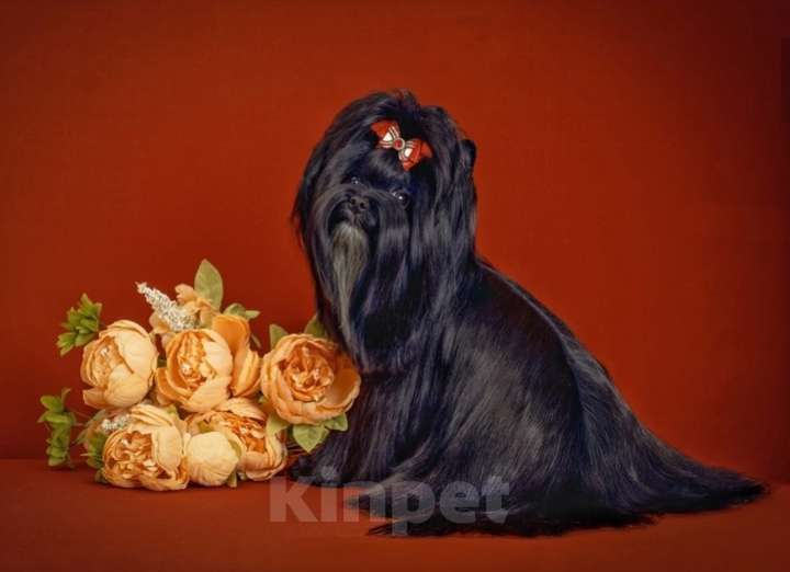 Собаки в Москве: Цветной Йорк чёрного окраса Мальчик, 60 000 руб. - фото 4