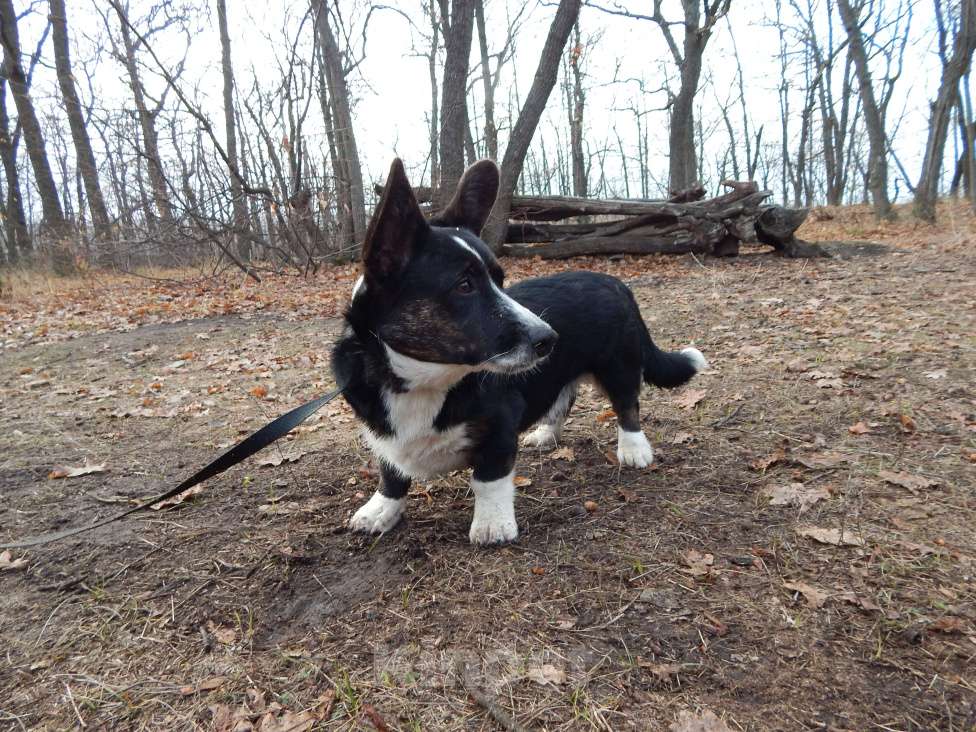 Собаки в Саратове: Мощная красотка кардиган триколор Девочка, 33 000 руб. - фото 4
