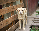 Собаки в Москве: Зизи Девочка, Бесплатно - фото 2