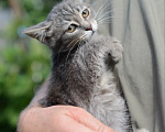 Кошки в Подольске: Кошечка малышка в добрые руки Девочка, Бесплатно - фото 2