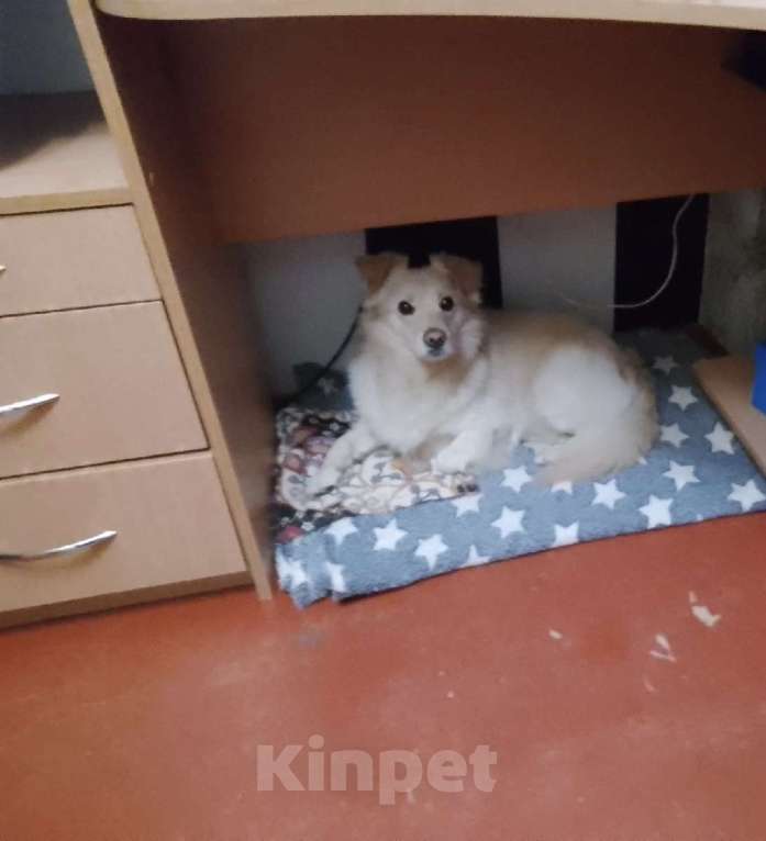 Собаки в Малоархангельске: Отдам в добрые руки Мальчик, Бесплатно - фото 2