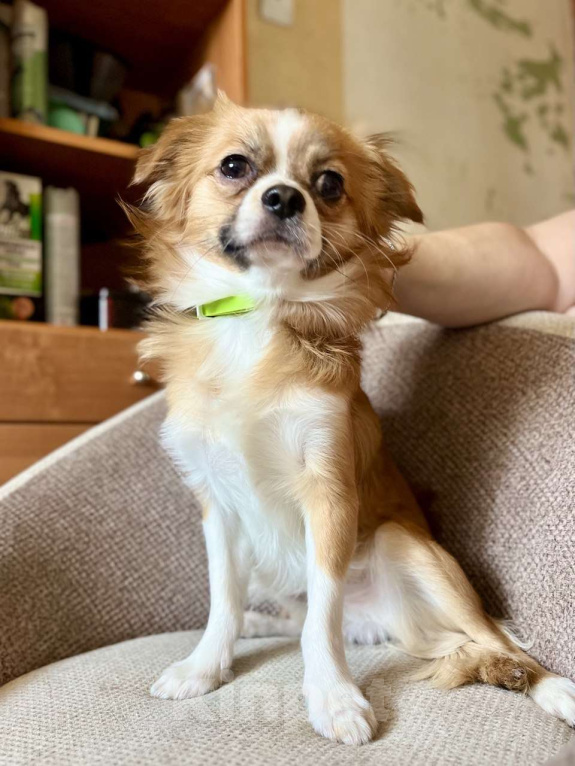 Собаки в Новосибирске: Подрощенный Кобель  Чихуахуа  Мальчик, 20 000 руб. - фото 2