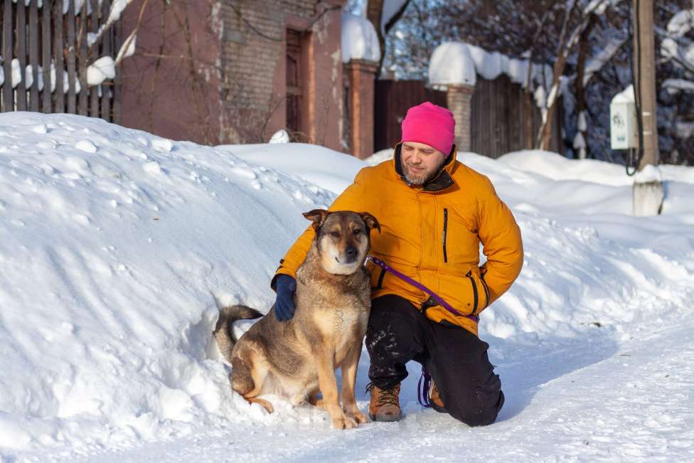 Собаки в Балашихе: Джонни Мальчик, Бесплатно - фото 5