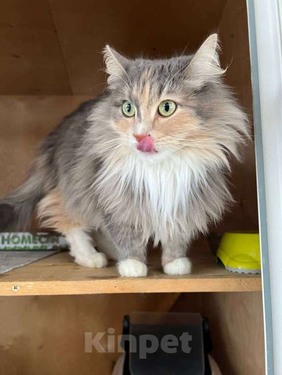 Кошки в Одинцово: Кошечка Мелани Девочка, Бесплатно - фото 3