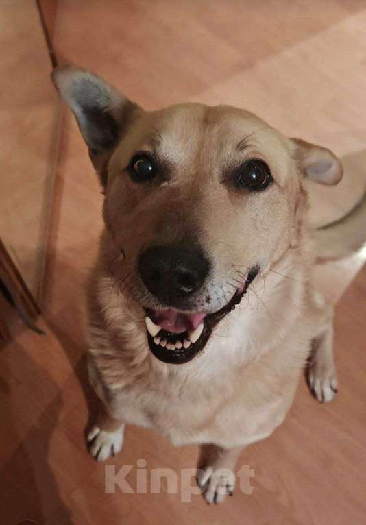 Собаки в Москве: Лапус самый человекооренированный пёс на свете! Мальчик, Бесплатно - фото 1