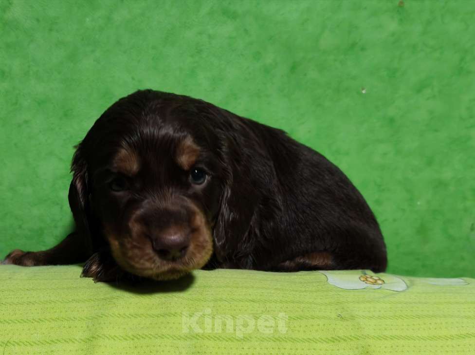 Собаки в Санкт-Петербурге: Чистокровные щенки Русского охотничьего спаниеля с родословной. Мальчик, 45 000 руб. - фото 2