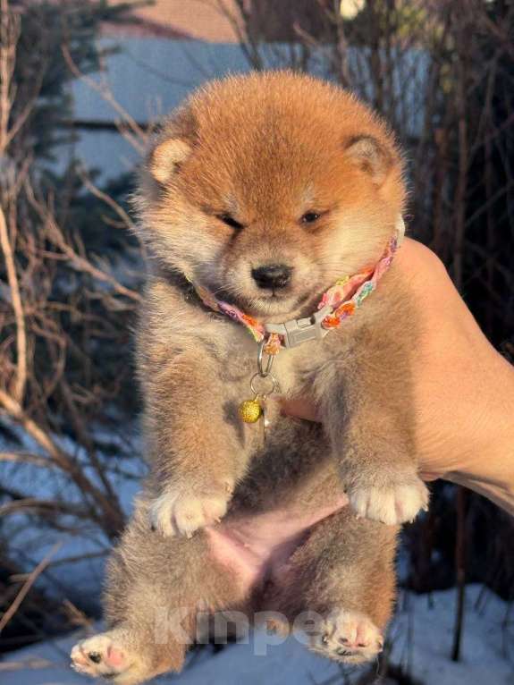 Собаки в Москве: Сиба-ину девочка Девочка, 50 000 руб. - фото 4