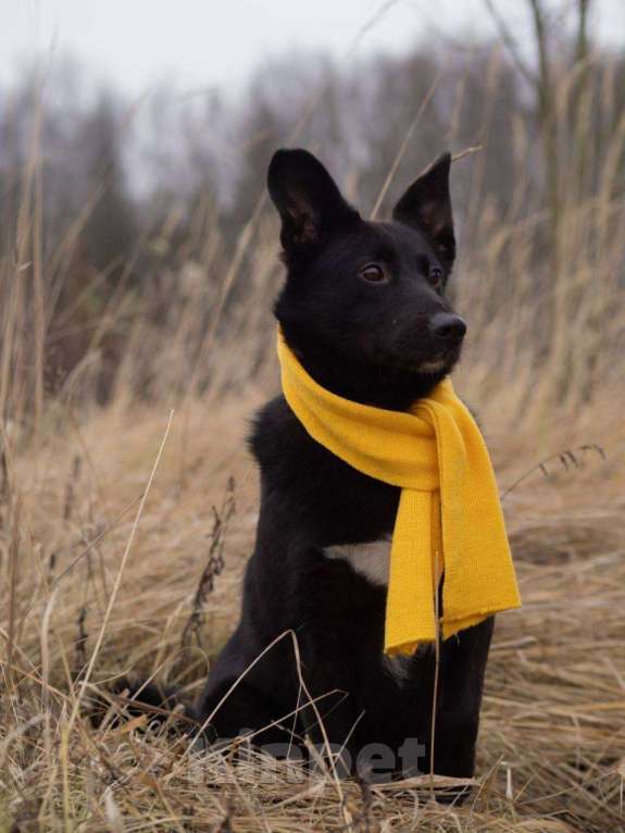 Собаки в Москве: Арабика ждёт своих родителей Девочка, Бесплатно - фото 3