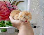 Кошки в Москве: Британская золотая шиншилла Девочка, 25 000 руб. - фото 1