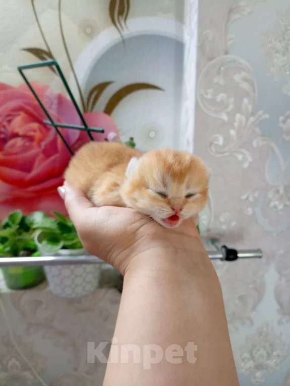 Кошки в Москве: Британская золотая шиншилла Девочка, 25 000 руб. - фото 1