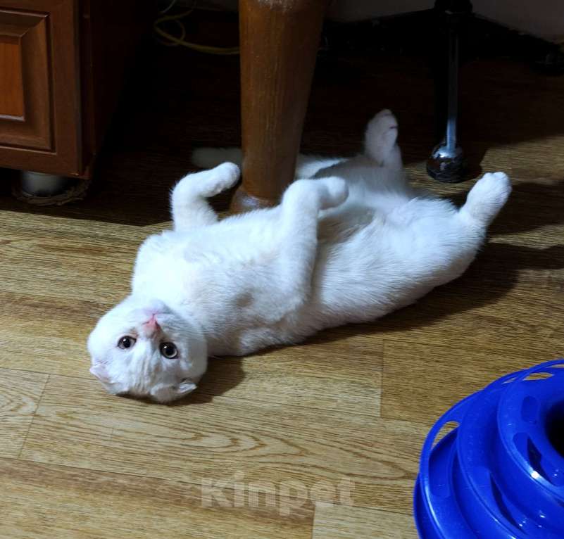 Кошки в Санкт-Петербурге: Шотландский котенок редкого окраса Мальчик, Бесплатно - фото 4