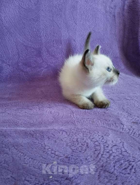 Кошки в Хабаровске: Тайский котик Мальчик, 45 000 руб. - фото 3