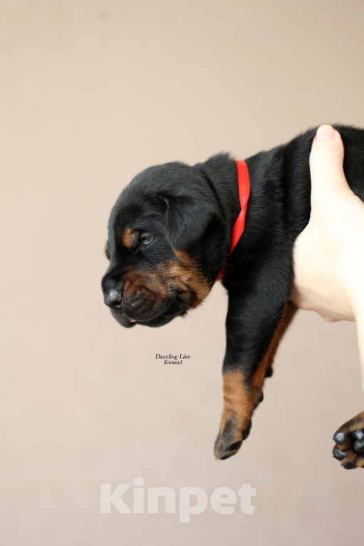 Собаки в Москве: Щенки добермана. Питомник РКФ Девочка, 120 000 руб. - фото 8