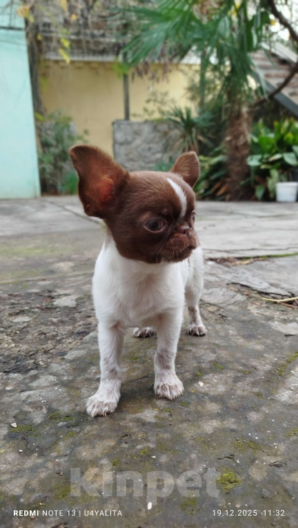 Собаки в Москве: Эксклюзивный щенок чихуахуа Мальчик, Бесплатно - фото 2