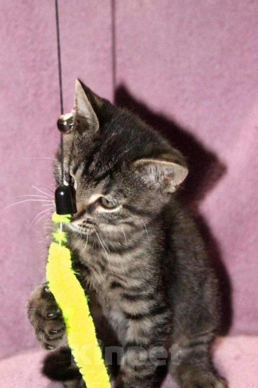 Кошки в Москве: Котёнок Василек ищет дом Мальчик, 1 руб. - фото 3