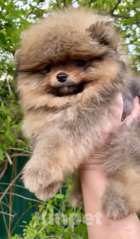 Собаки в Геленджике: Померанский шпиц Мальчик, 25 000 руб. - фото 2