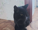 Кошки в Томске: Отдам котёнка Мальчик, 10 руб. - фото 3