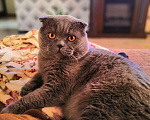 Кошки в Балее: Шотландский вислоухий кот приглашает на вязку, 1 250 руб. - фото 2
