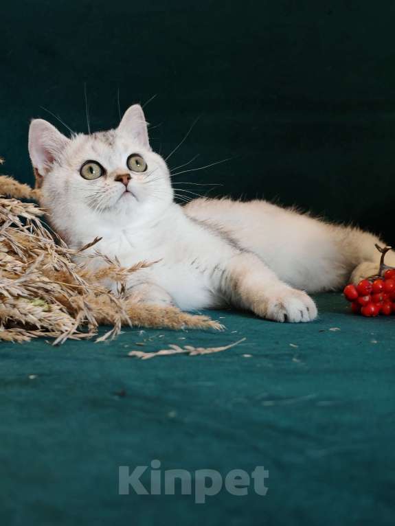 Кошки в Москве: шотландская красотка ждет своих родителей Девочка, 40 000 руб. - фото 2