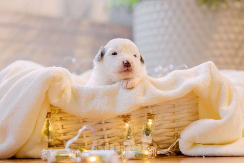 Собаки в Москве: Щенки Австралийской овчарки Мальчик, Бесплатно - фото 7