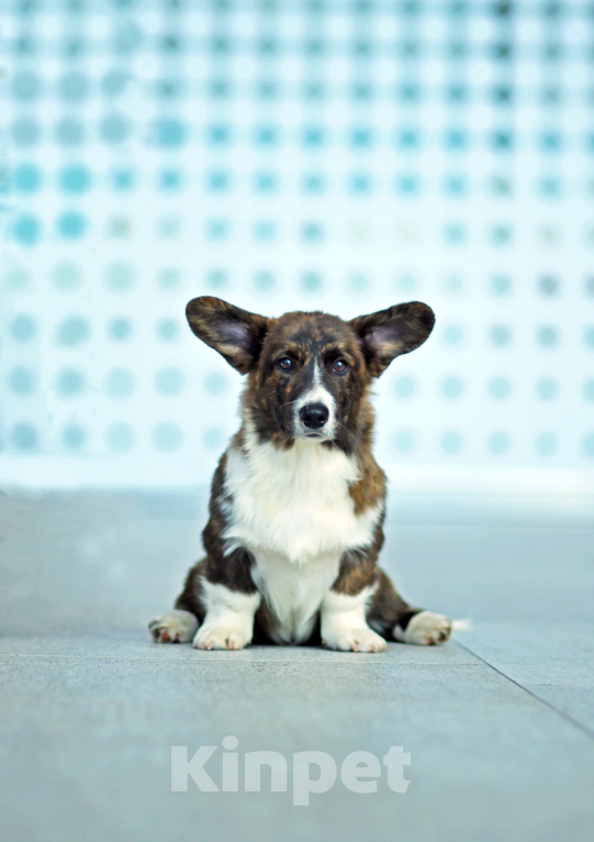 Собаки в Санкт-Петербурге: Вельш-Корги Кардиган, щенок Мальчик, Бесплатно - фото 2
