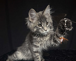 Кошки в Москве: Мейн-кун котенок Девочка, Бесплатно - фото 7