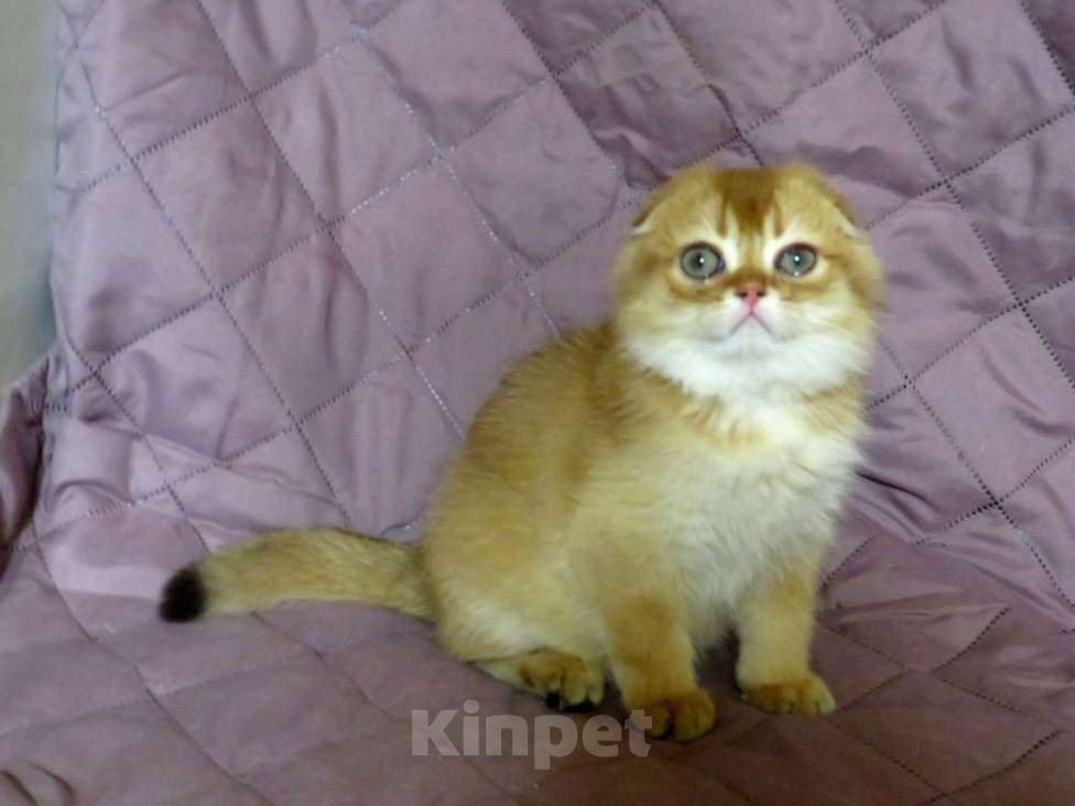 Кошки в Москве: роскошный шотландский котенок -мальчик Мальчик, Бесплатно - фото 1