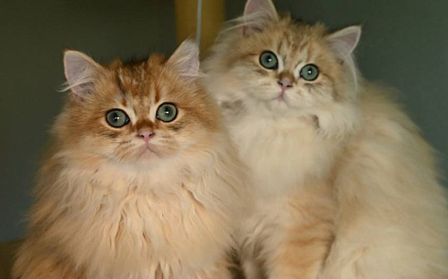 Котята британская золотая шиншилла ДШ