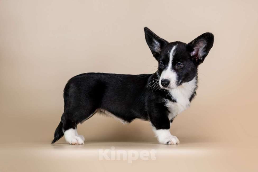 Собаки в Нижнем Новгороде: Вельш Корги Кардиган продажа  Девочка, 35 000 руб. - фото 2