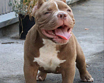 Собаки в Майкопе: Щенок Ам. Булли ищет прекрасную семью Мальчик, 150 000 руб. - фото 1